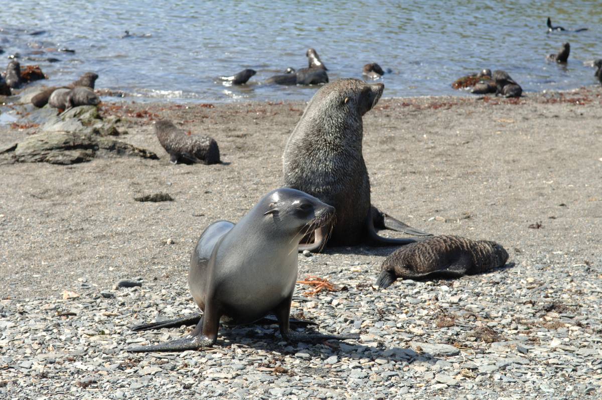 L`os marí antàrtic també ha passat a estar en perill d`extinció - Kit M. Kovacs & Christian Lydersen - Norwegian Polar Institute L`os marí antàrtic també ha passat a estar en perill d`extinció