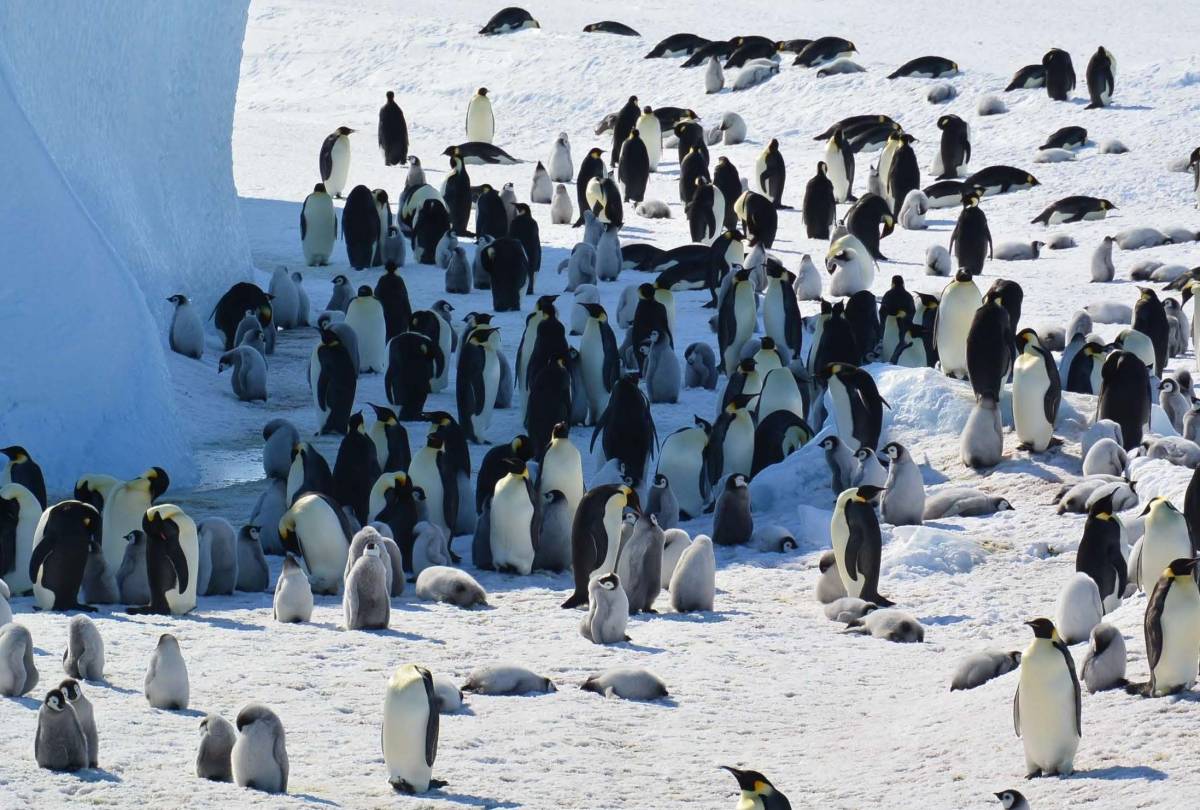 El canvi climàtic situa en perill d'extinció el pingüí més emblemàtic