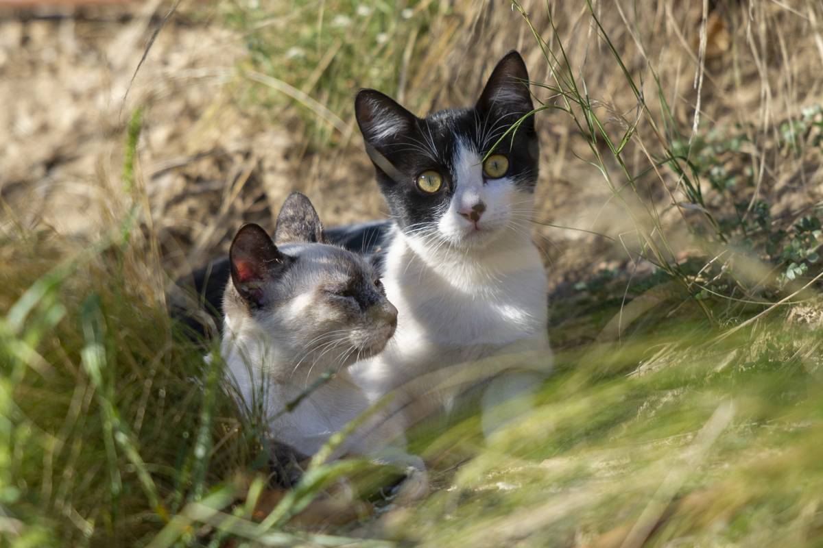 Terrassa impulsa el microxipatge de gats ferals amb més de 400 actuacions anuals
