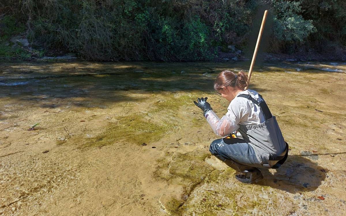 Les pluges del 2025 han millorat la qualitat ecològica dels rius d'Osona i Lluçanès