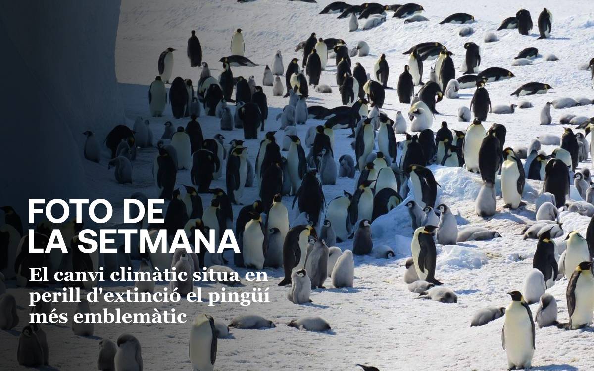 Foto de la setmana: el canvi climàtic situa en perill d`extinció el pingüí més emblemàtic - UICN Foto de la setmana: el canvi climàtic situa en perill d`extinció el pingüí més emblemàtic