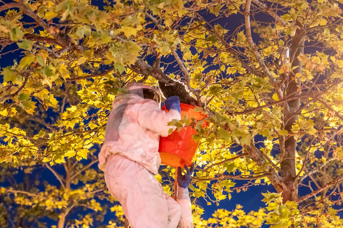 Retiren un eixam d’abelles amb una intervenció controlada a Can Gambús 