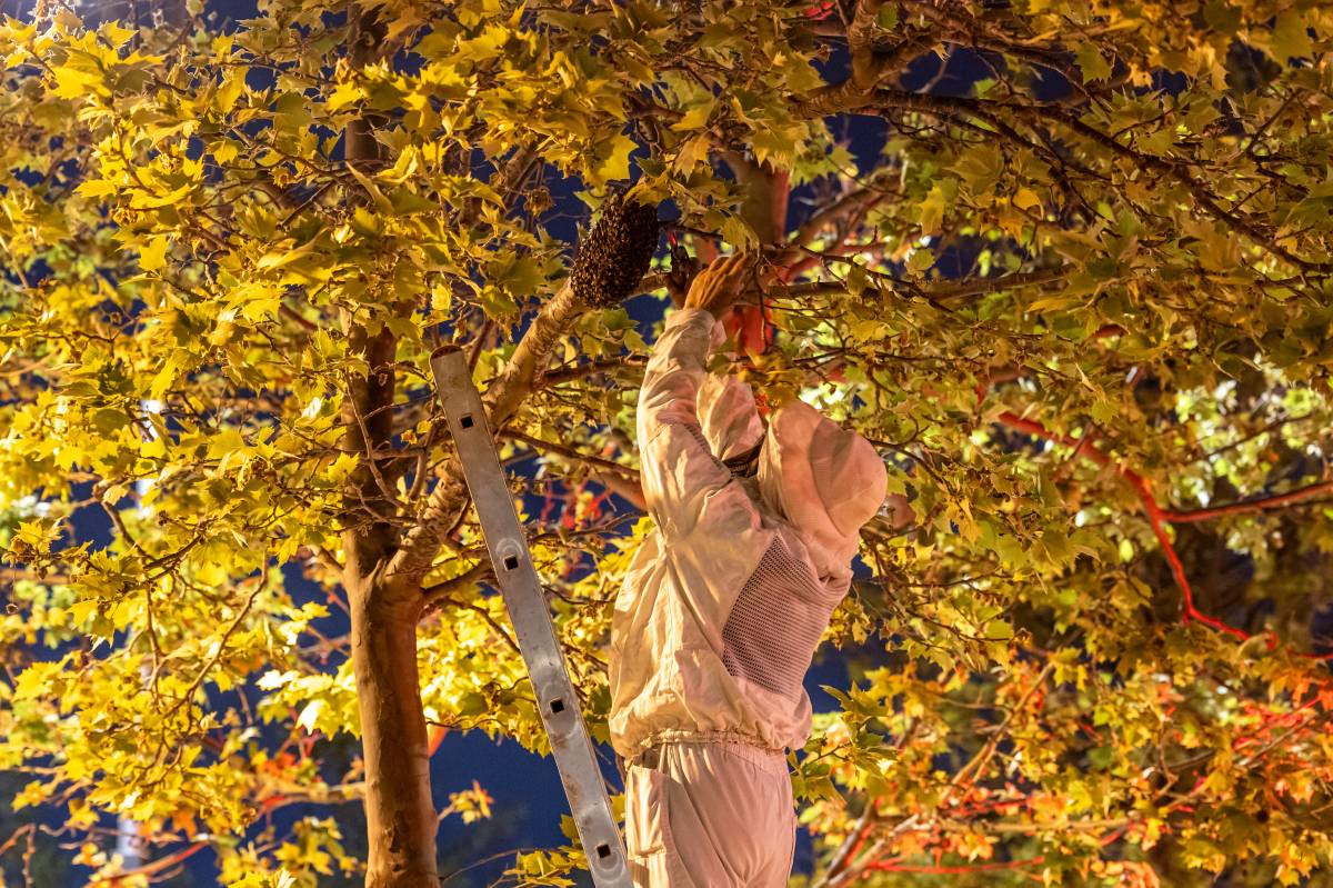 Retiren un eixam d’abelles a Can Gambús  - JUANMA PELÁEZ