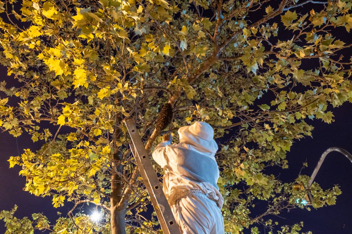 Retiren un eixam d’abelles a Can Gambús  - JUANMA PELÁEZ