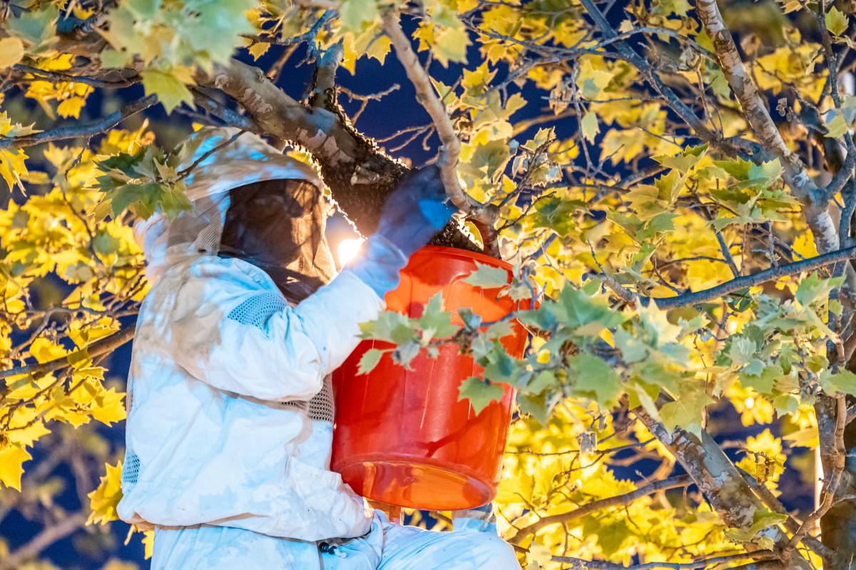 Retiren un eixam d’abelles a Can Gambús  - JUANMA PELÁEZ