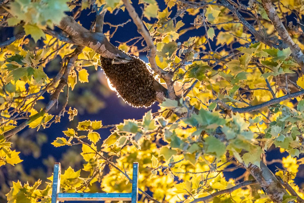 Retiren un eixam d’abelles a Can Gambús  - JUANMA PELÁEZ