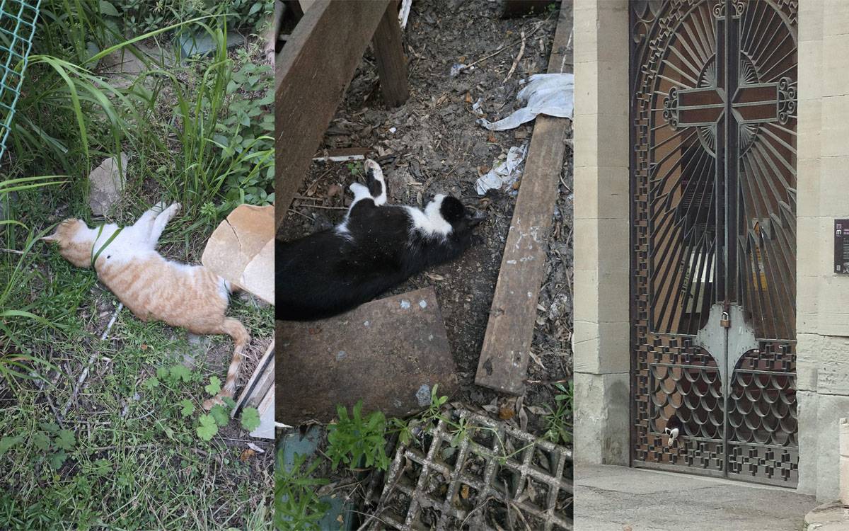 Voluntaris denuncien l'enverinament massiu de gats al cementiri de Manresa