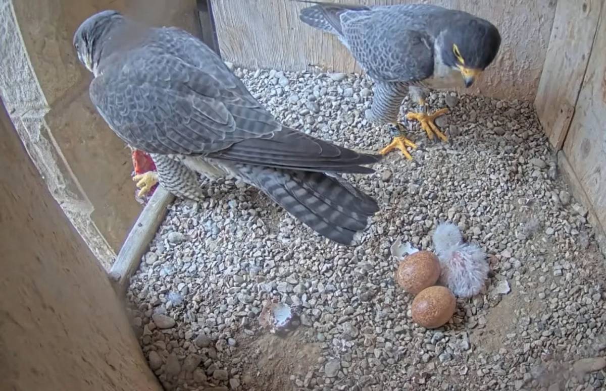 La parella de falcons de la Sagrada Família - Galanthus Natura La parella de falcons de la Sagrada Família