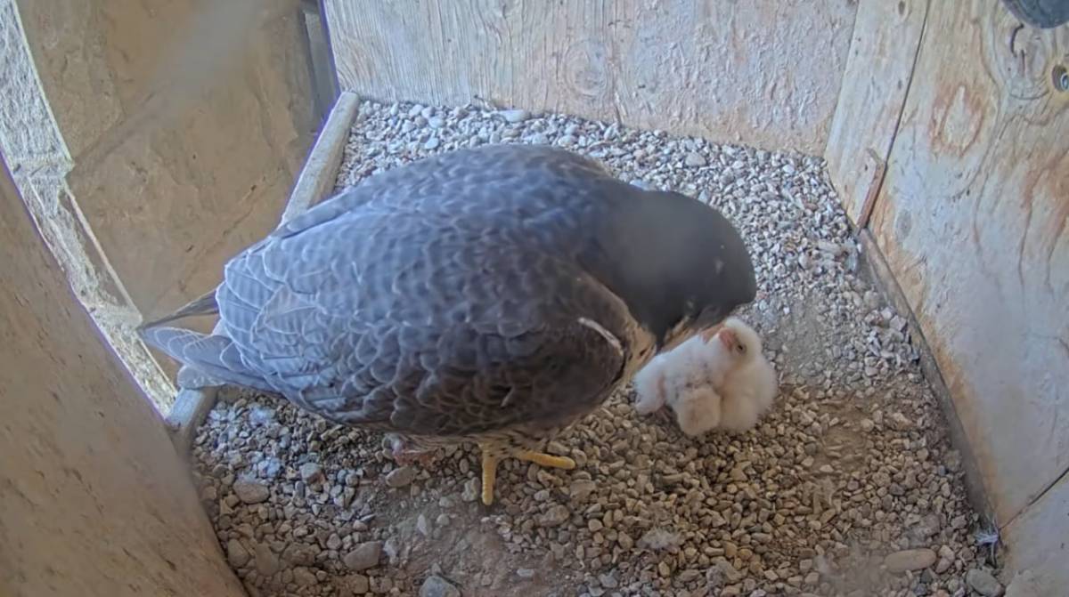 El falcó pelegrí supera els 250 polls nascuts a Barcelona