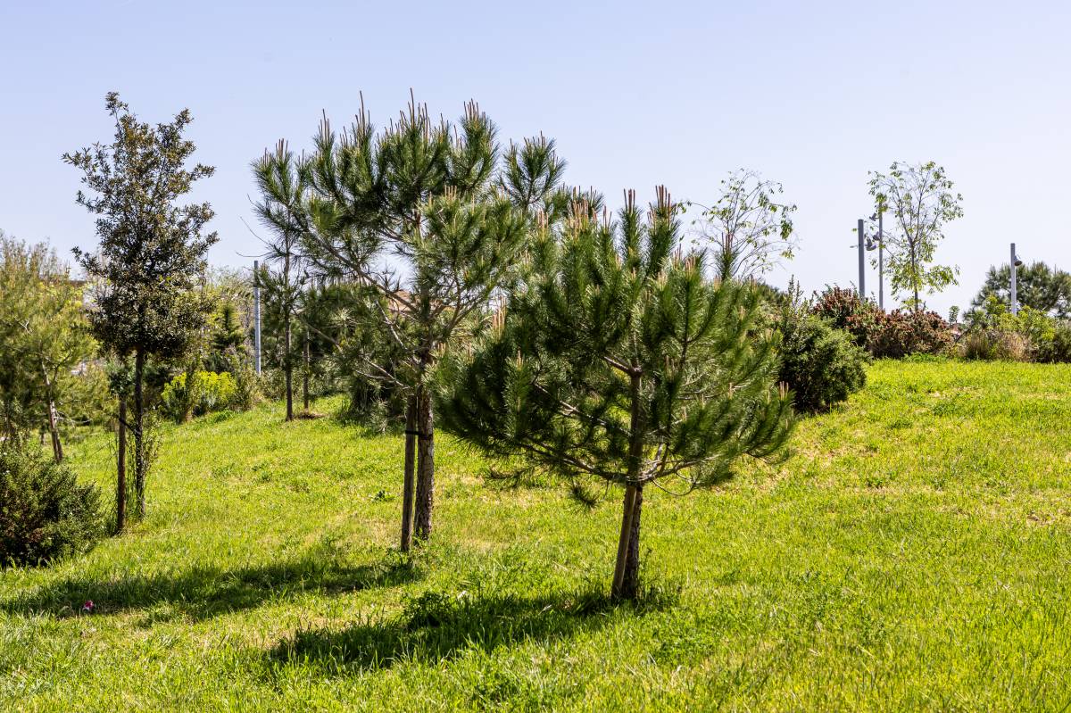 Les cinc espècies d’arbre més comunes a Sabadell