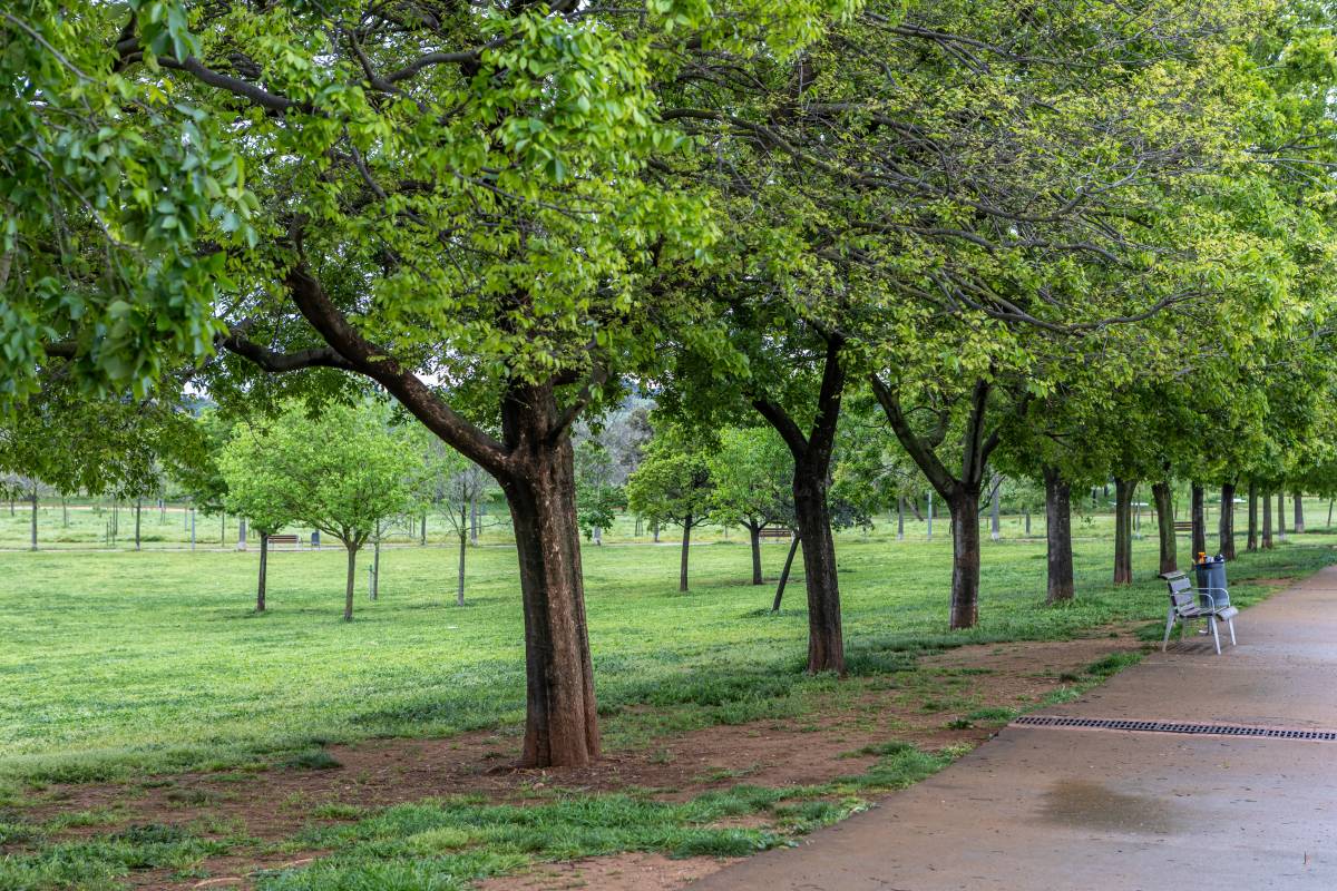 Lledoners al Parc Central - Juanma Peláez Lledoners al Parc Central