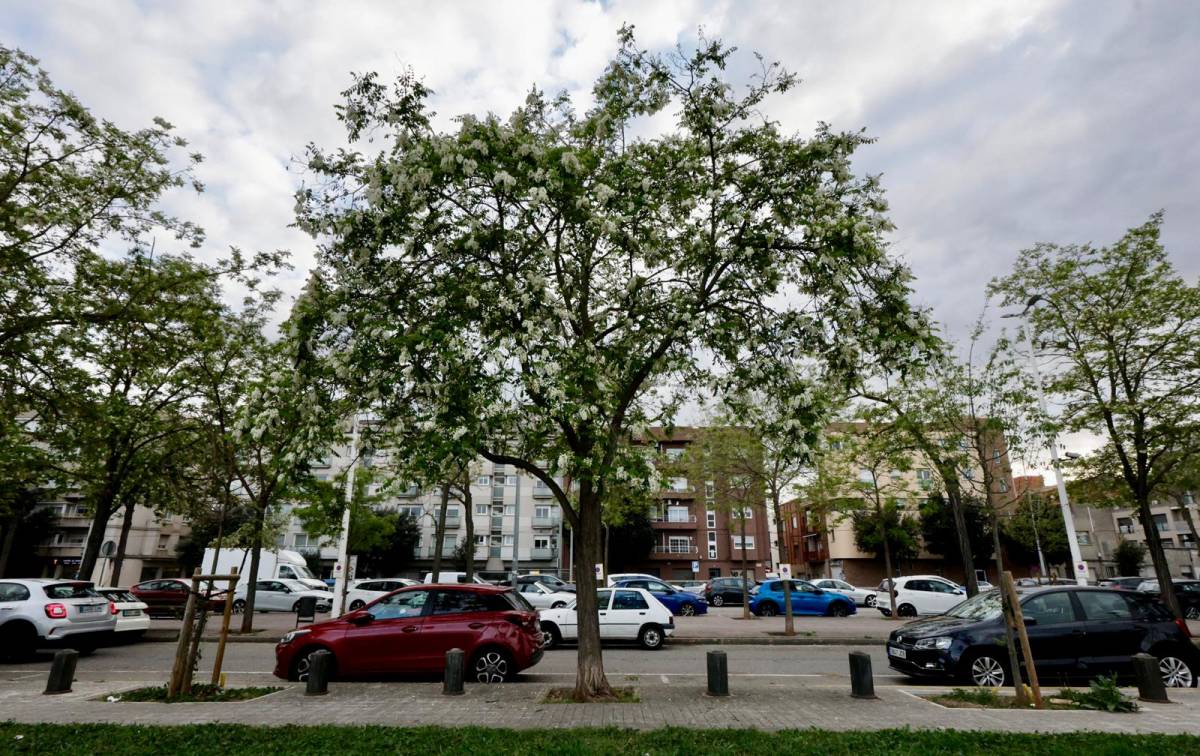 Acàcies a x - Juanma Peláez Acàcies a x