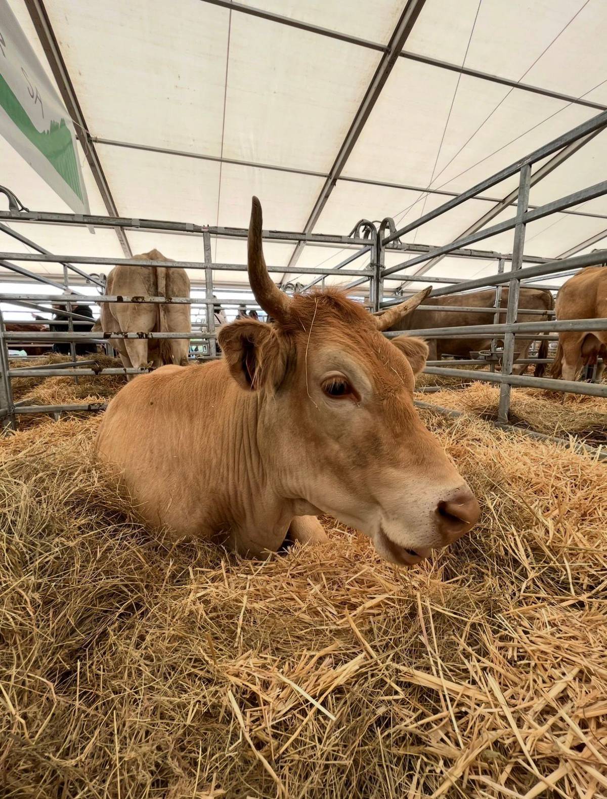 La Fira de Sant Isidre de Solsona no comptarà amb exposició de bestiar boví per responsabilitat sanitària 