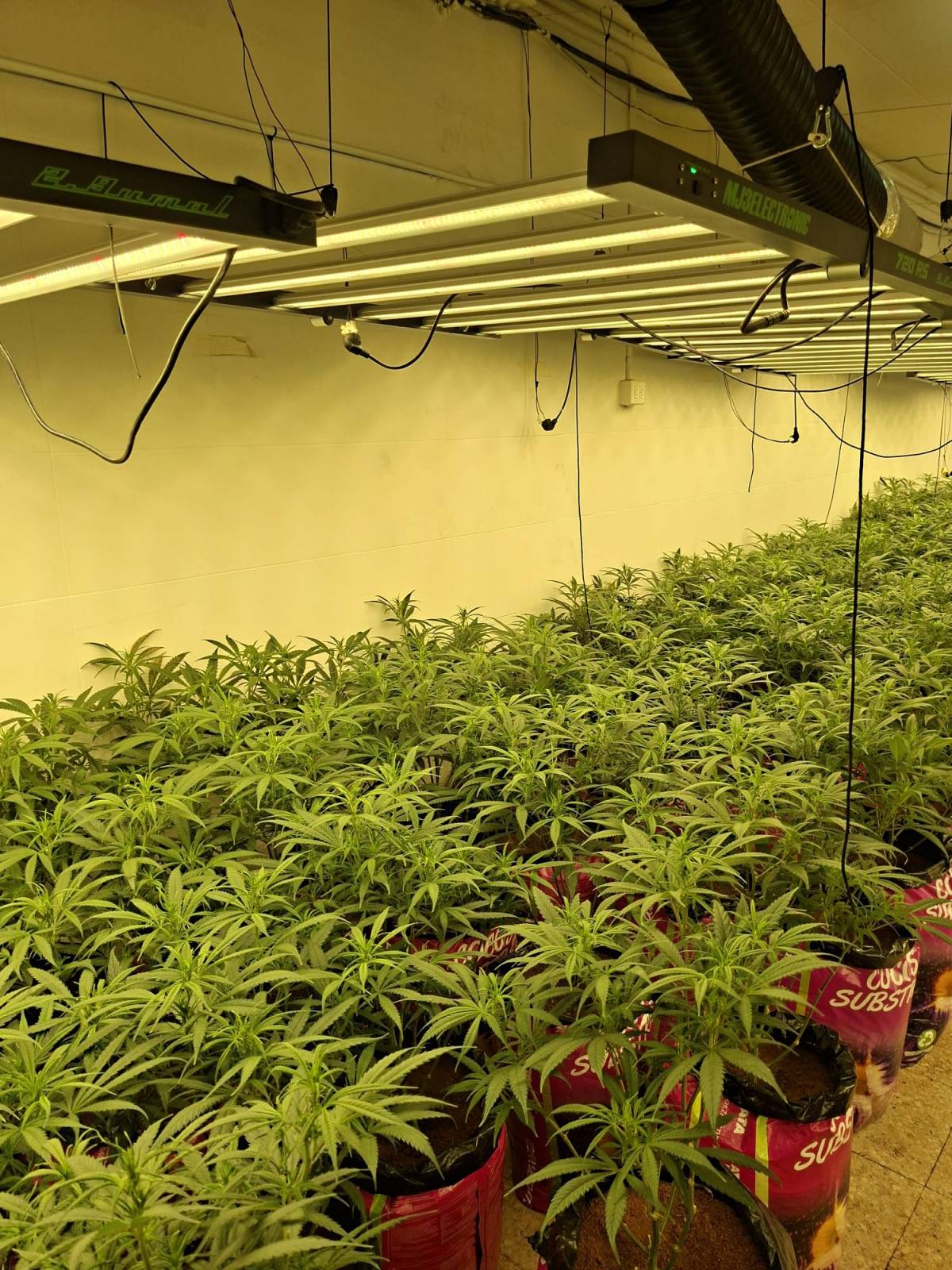 Troben marihuana en un operatiu policial contra el tràfic de drogues en un domicili del Centre de Sabadell