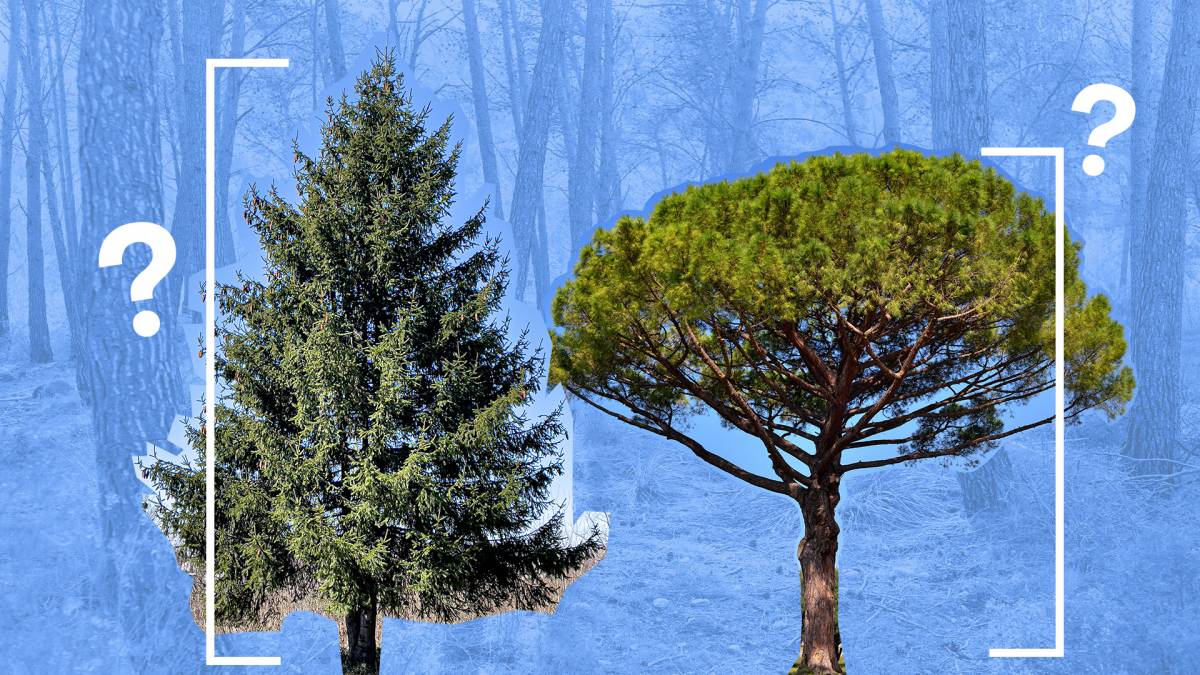 L'arbre més alt de Catalunya és a Girona i equival a un edifici de 18 pisos