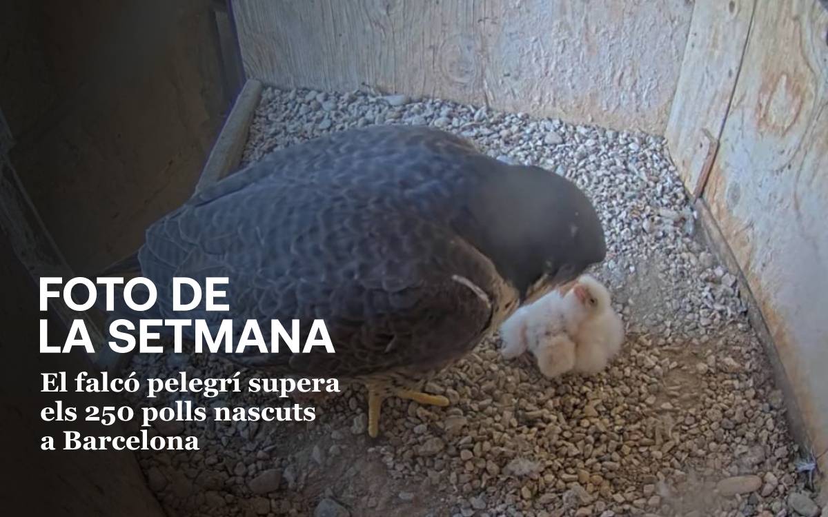 Foto de la setmana: polls de falcó pelegrí nascuts a la Sagrada Família