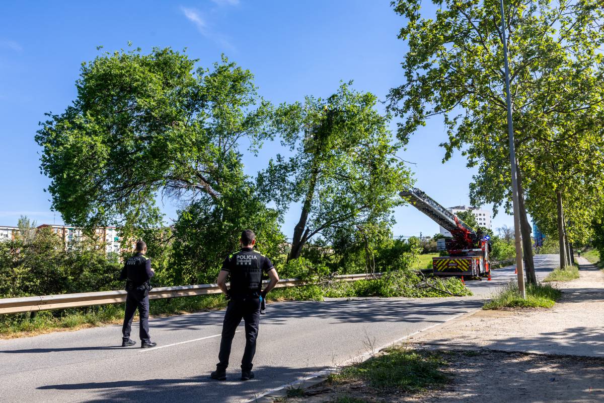 Els Bombers intervenen en la caiguda d`un arbre