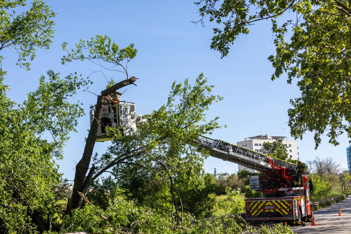 FOTOS | Tallen la ronda d'Europa per intervenir en la possible caiguda d'un arbre