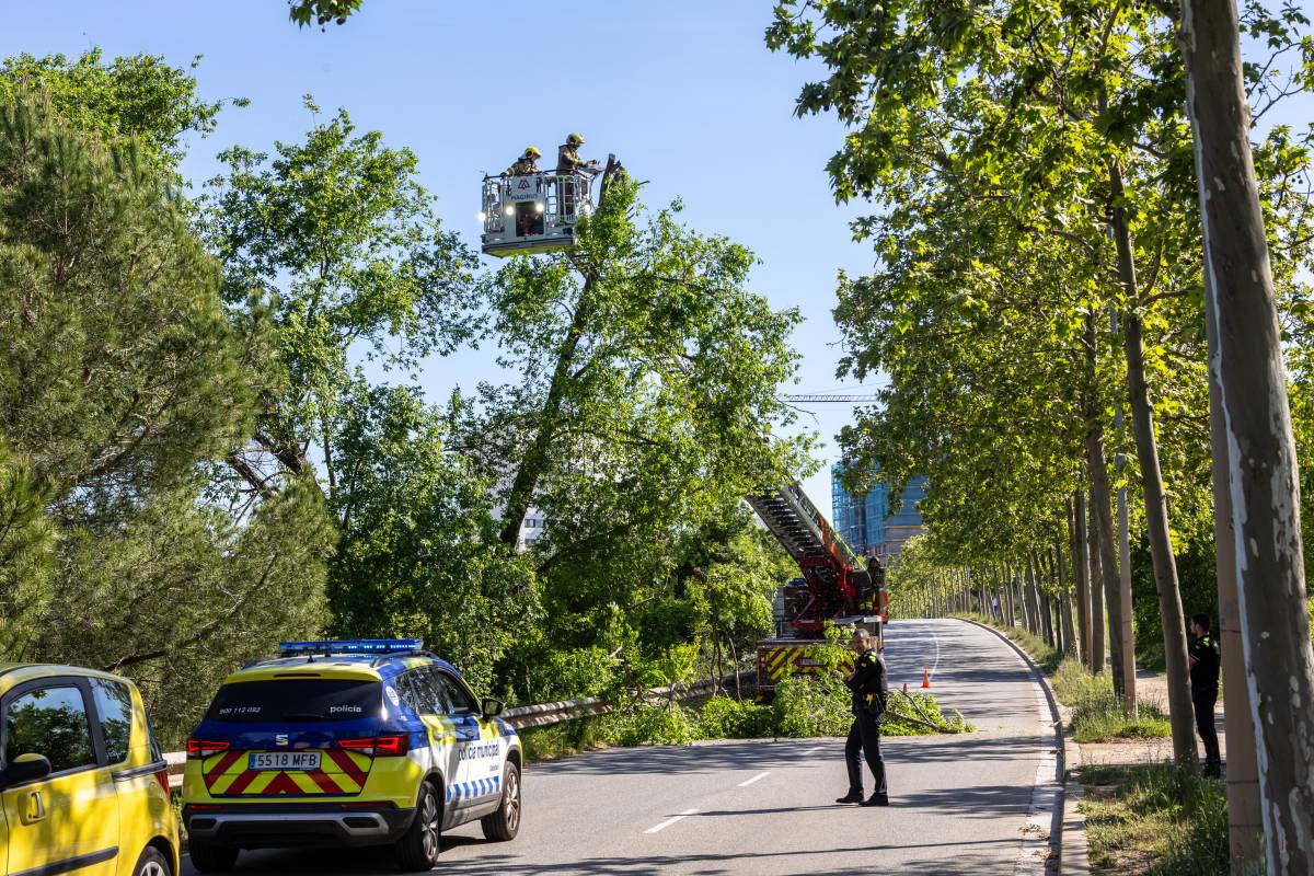 Els Bombers intervenen en la caiguda d`un arbre