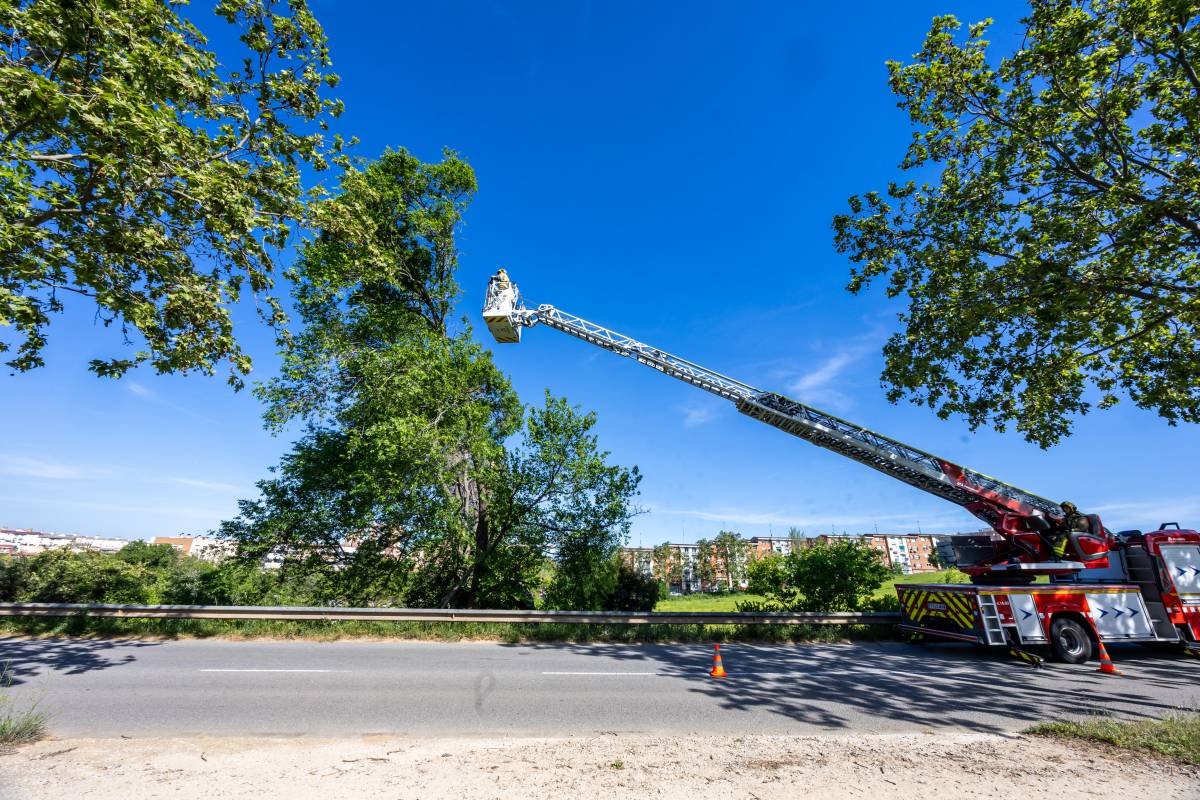 Els Bombers intervenen en la caiguda d`un arbre
