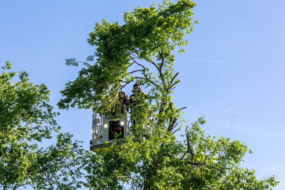 Els Bombers intervenen en la caiguda d`un arbre