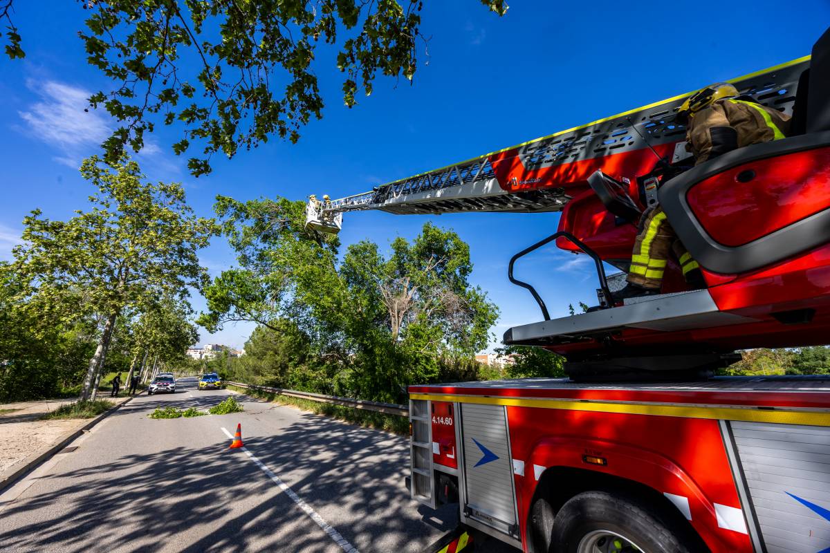 Els Bombers intervenen en la caiguda d`un arbre