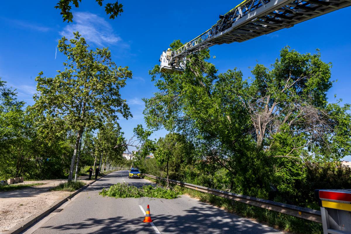 Els Bombers intervenen en la caiguda d`un arbre