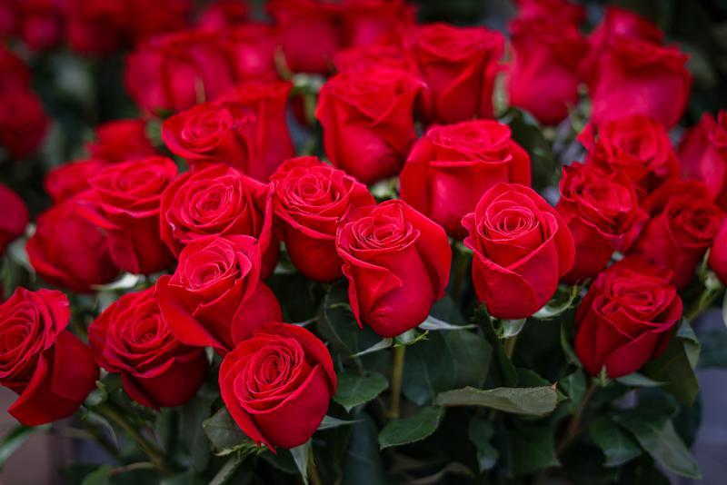 El carrer Guimerà de Manresa impulsa Sant Jordi amb activitats familiars i comerç