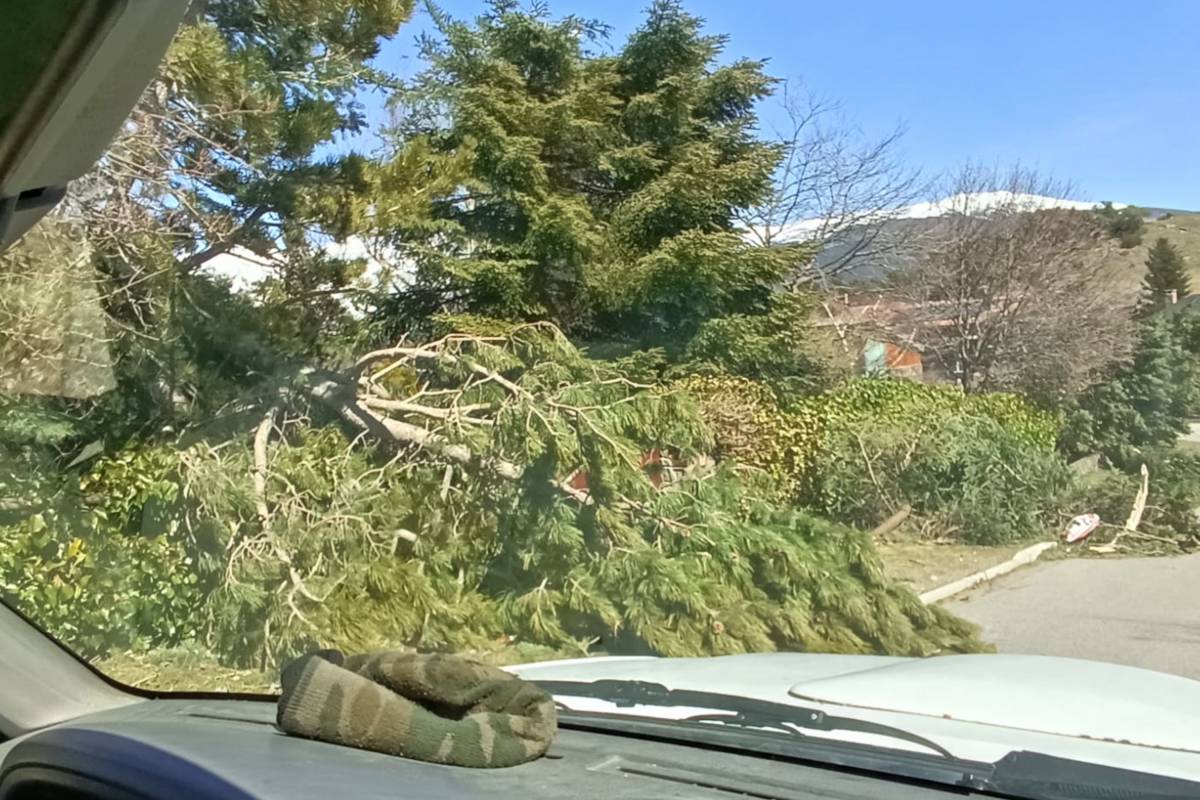 Mor el propietari d'una finca de Ribes de Freser en caure-li a sobre un arbre durant una tala