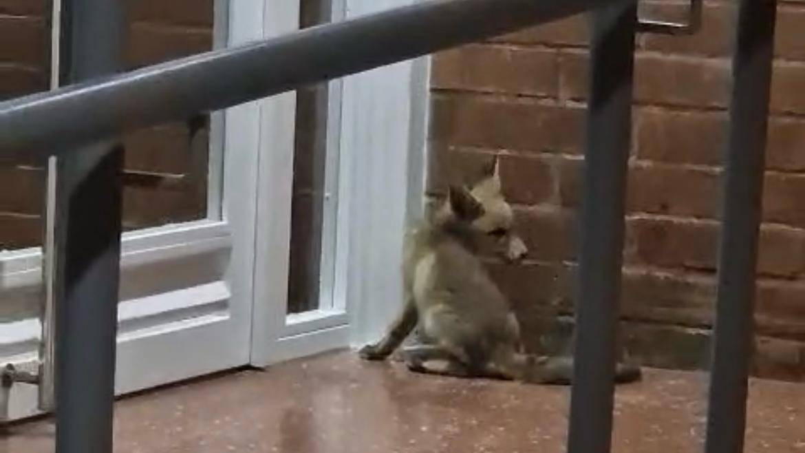 VÍDEO | Una guineu sorprèn els veïns de Can Jofresa en plena nit