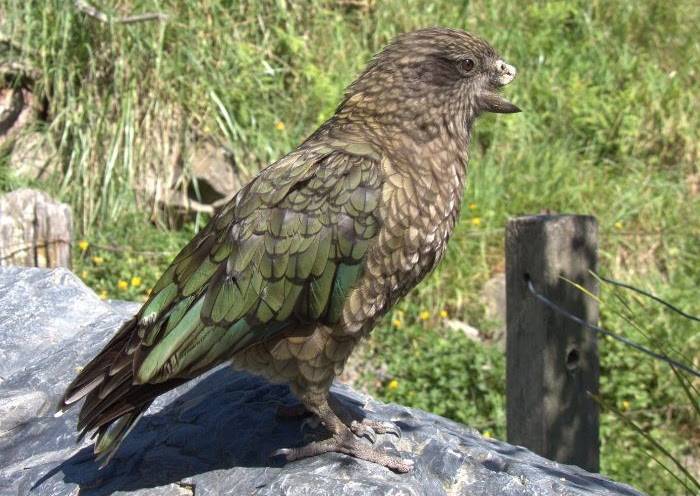 El cas insòlit del Bruce, el lloro amb una discapacitat que és el mascle alfa del seu grup