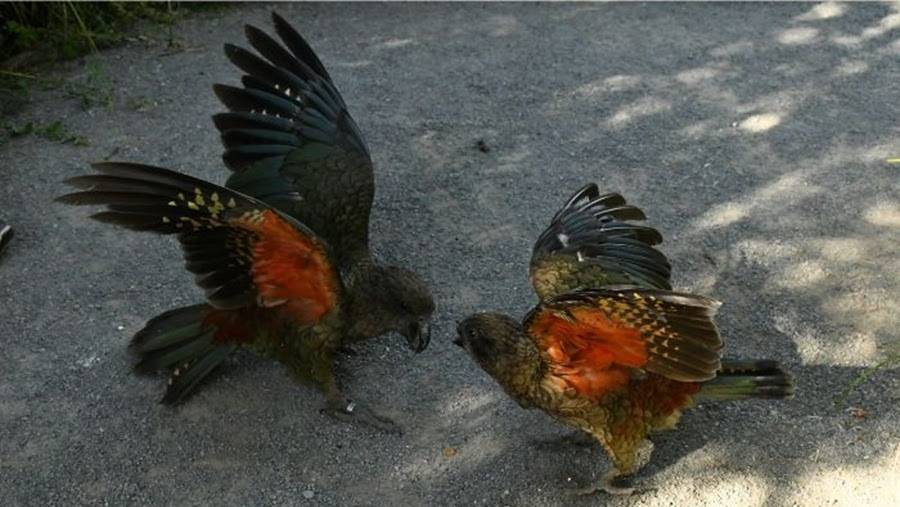 El Bruce, el lloro kea sense bec superior