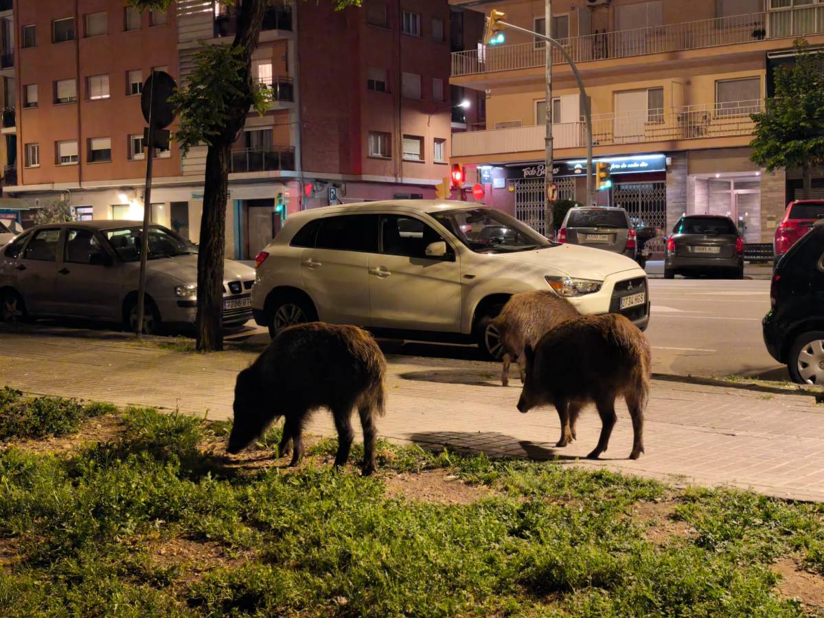 Els veïns del barri de Sol i Padrís alerten per segon dia consecutiu de la presència de porcs senglars