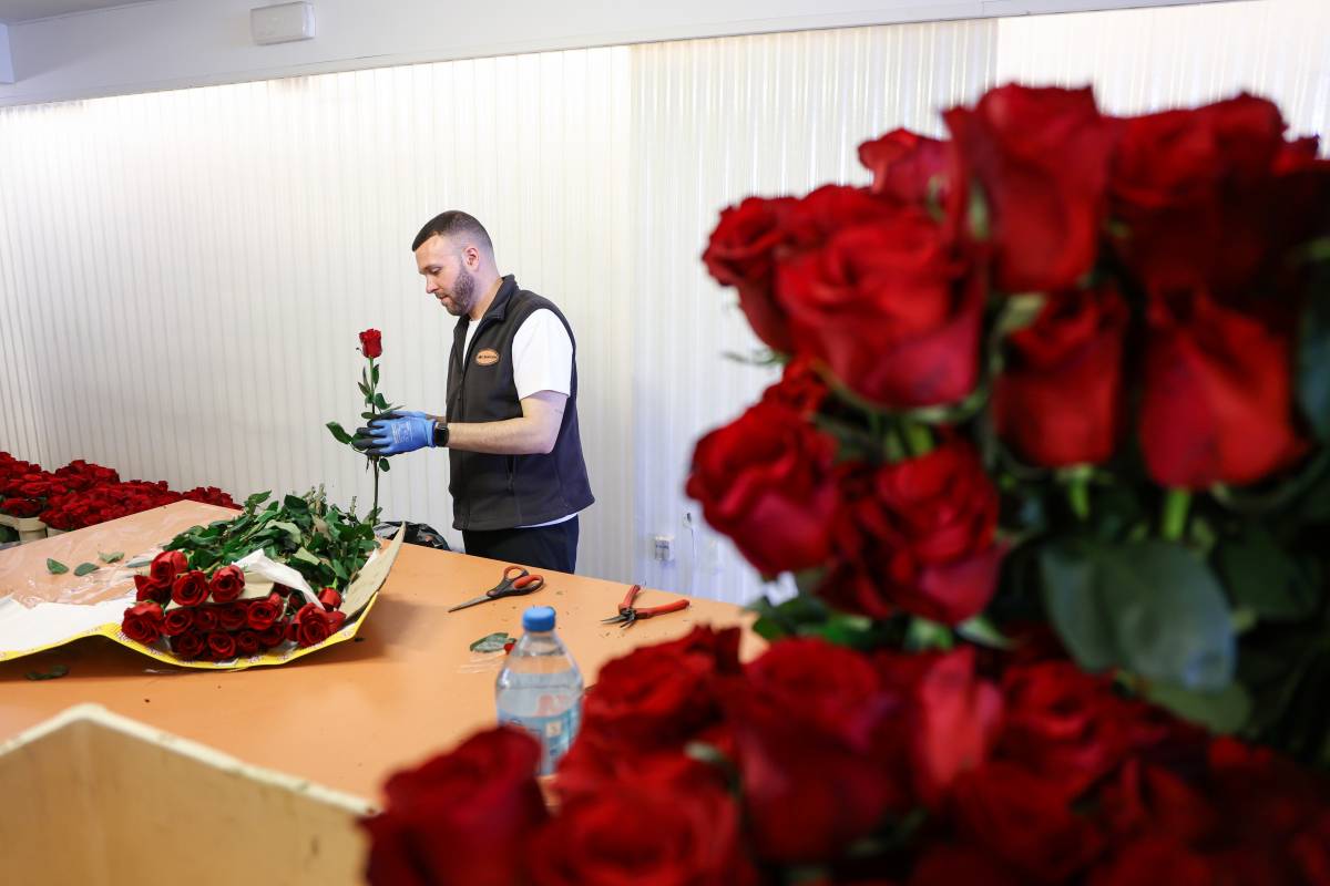 La rosa vermella i d’autor marca el Sant Jordi del 2026: 