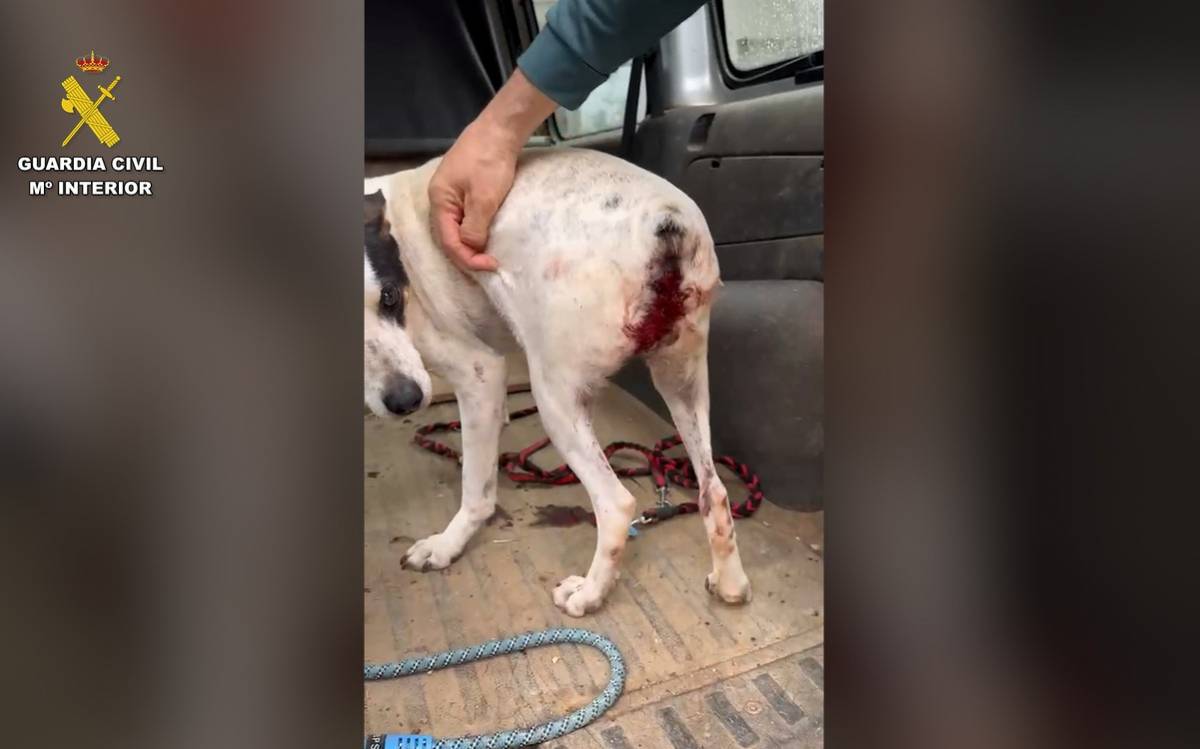 Investiguen la responsable d'una residència canina d'Amposta per un presumpte delicte de maltractament animal