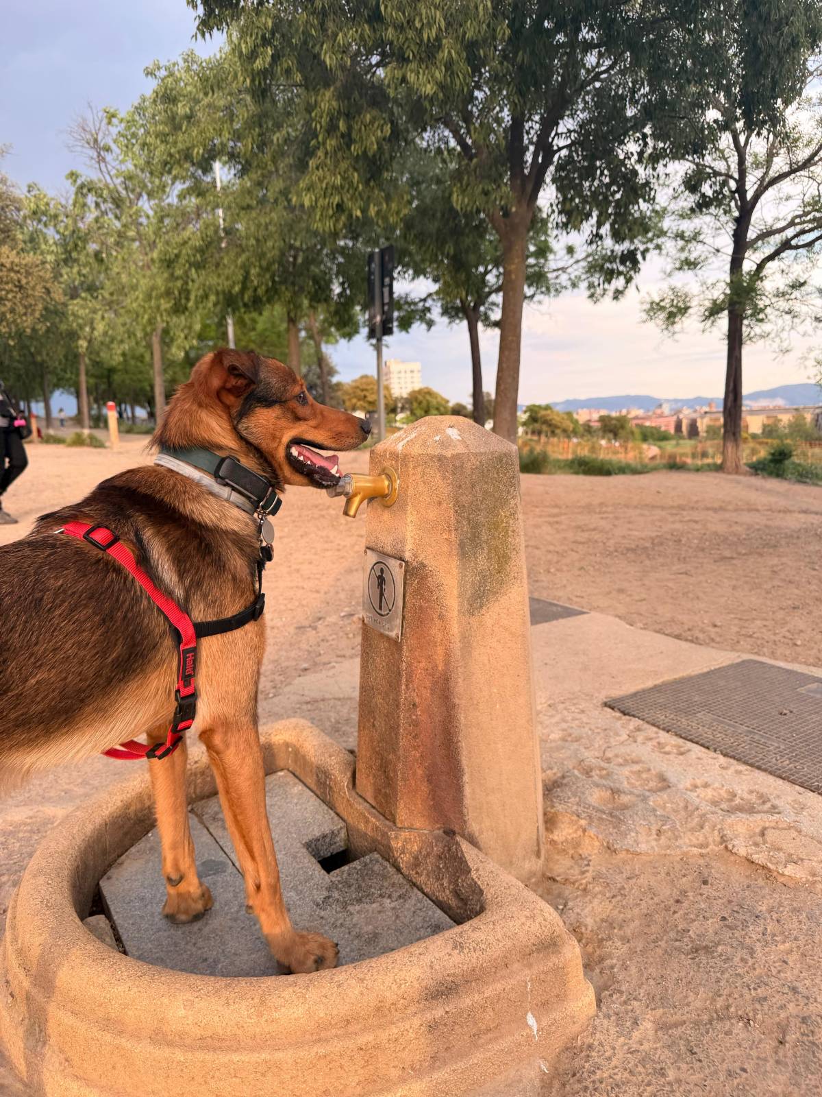 “La font per a gossos ha estat dies sense funcionar”