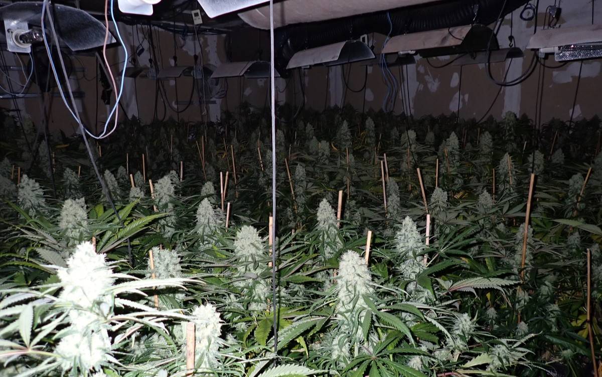 Intervingudes més de 1.100 plantes de marihuana en un domicili de Santa Bàrbara