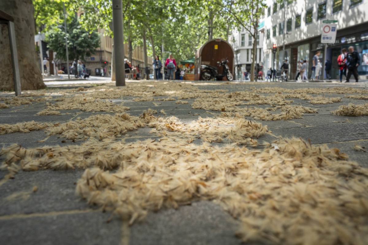 Una “pluja” de pol·len envaeix Terrassa en plena diada de Sant Jordi: 