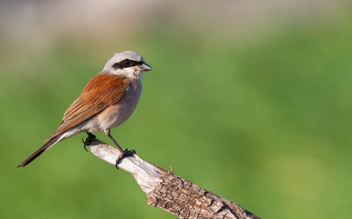 Alerta roja pel retrocés dels ocells agraris