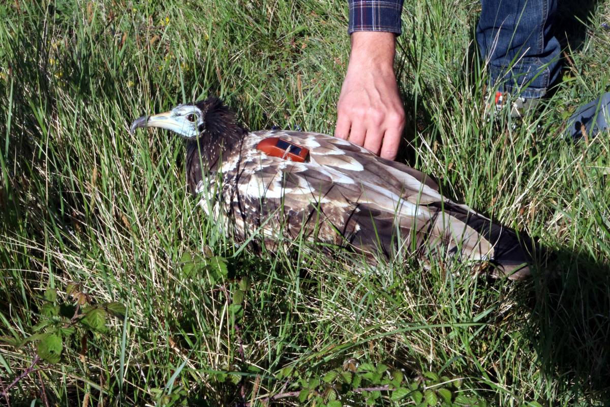 Catalunya allibera un aufrany un any després de ser enverinat