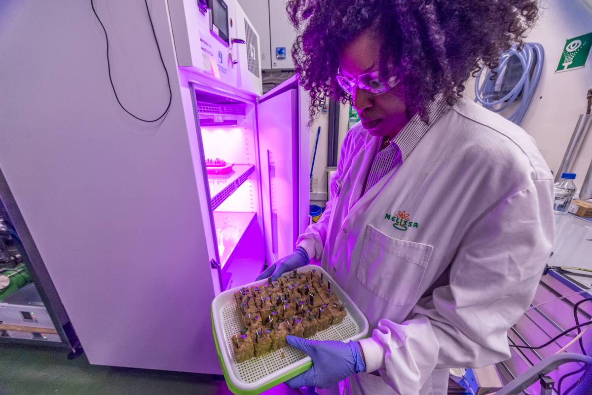 Una treballadora mostra els processos d`elaboració de l`espidulina