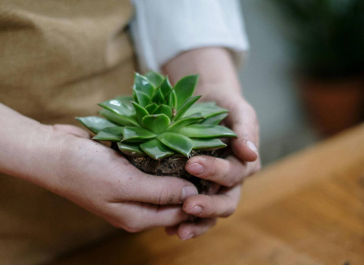 El «truc del clau» perquè les plantes creixin més i millor durant la primavera