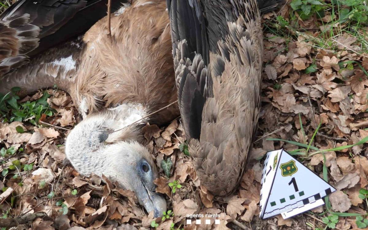 Enxampat al Lluçanès mentre col·locava esquers enverinats