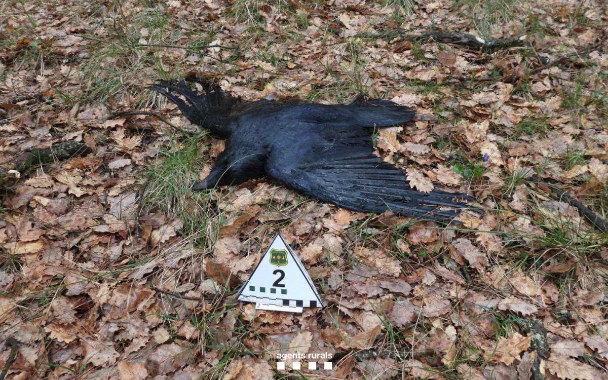 Un dels corbs morts per enverinament al Lluçanès.