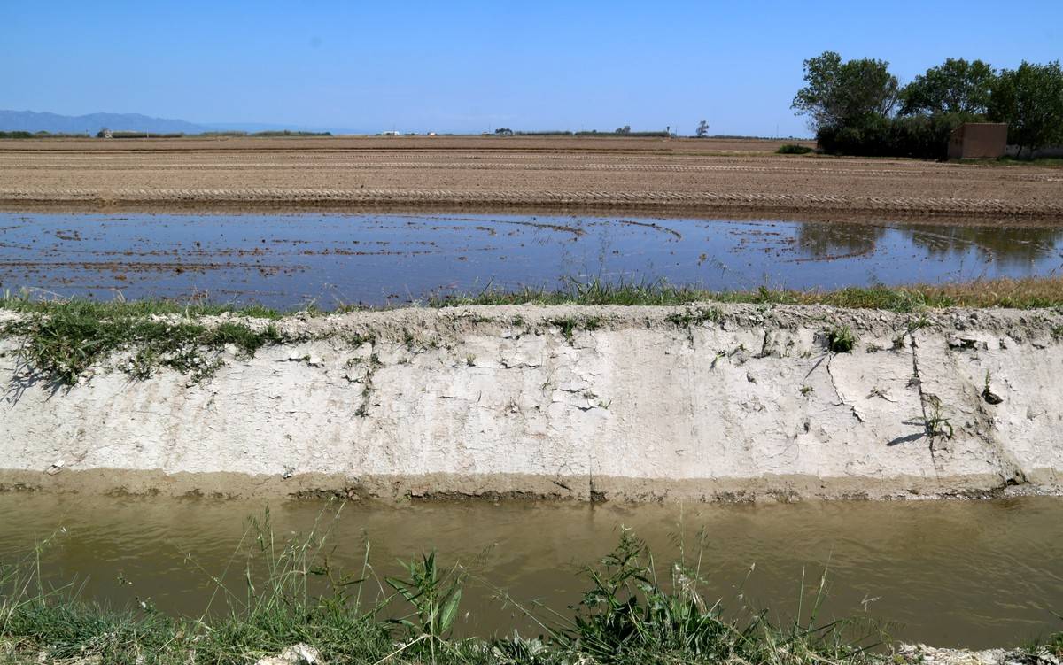 Els arrossars del Delta comencen a inundar-se amb bones reserves i qualitat d’aigua