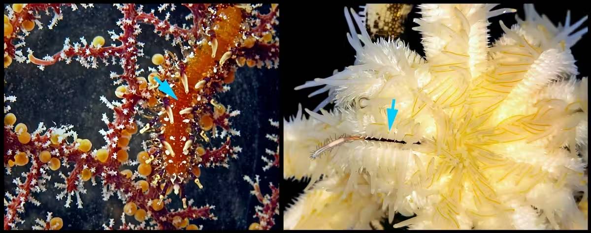 Medioantenna i Inermosyllis