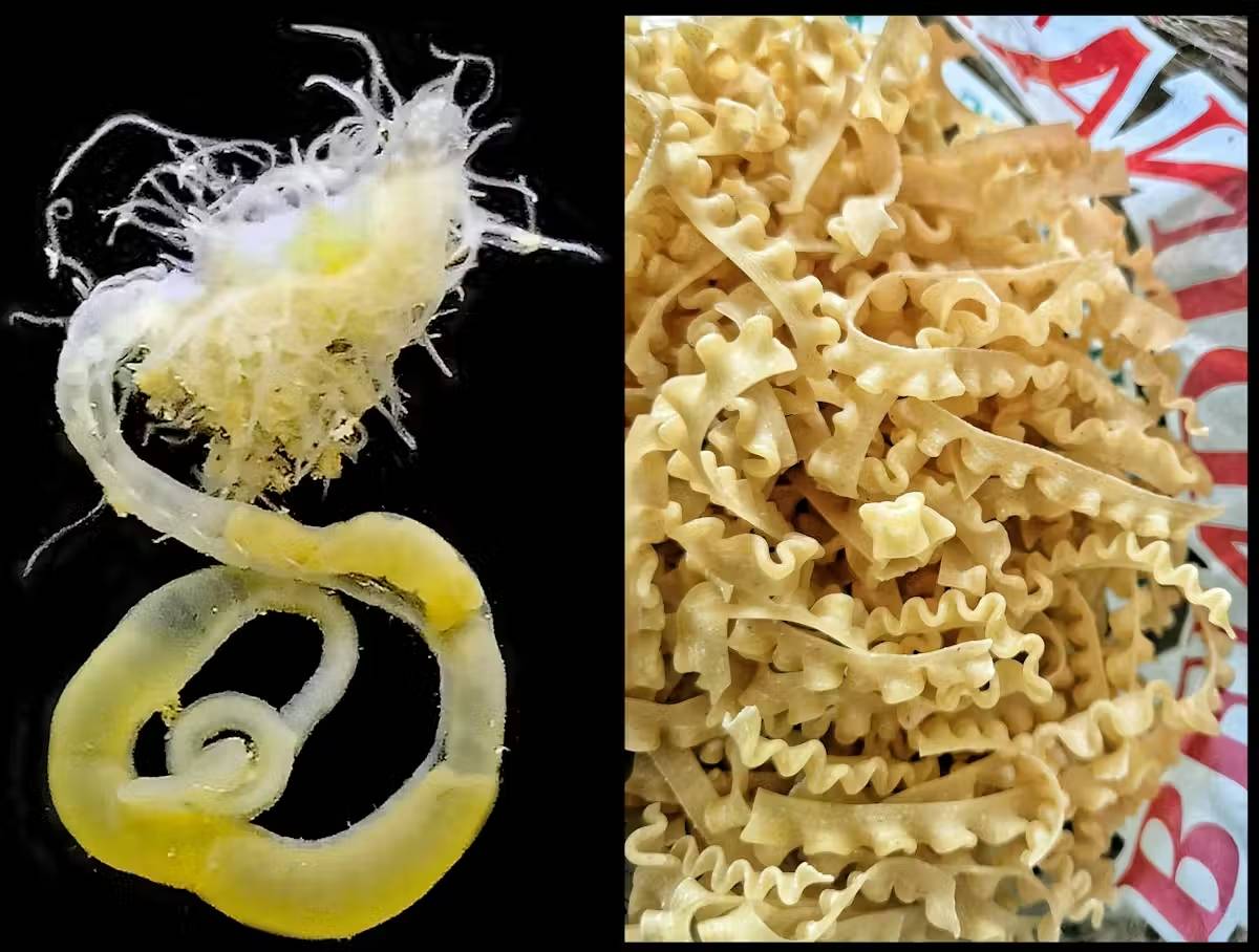 Polycirrus burballes i burballes