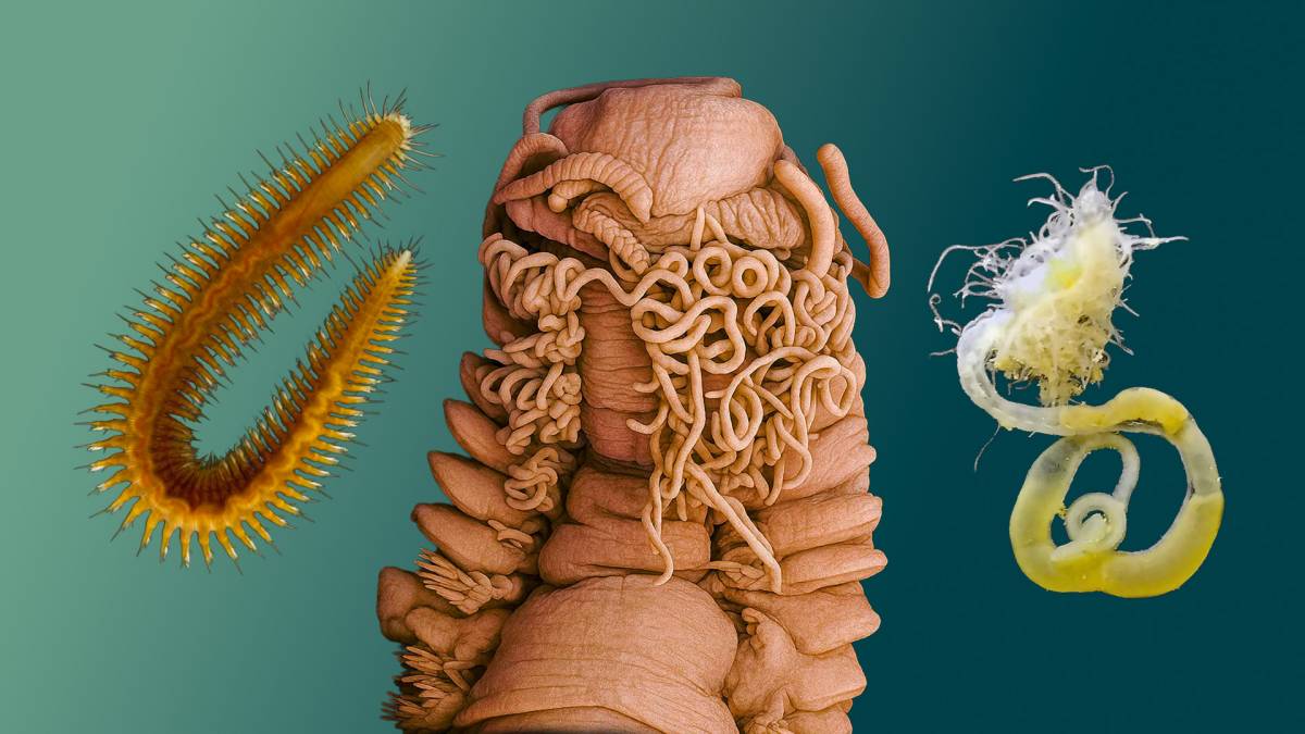 Cucs espagueti, Fraggles i okupes: qui decideix i com es posen els noms de les noves espècies