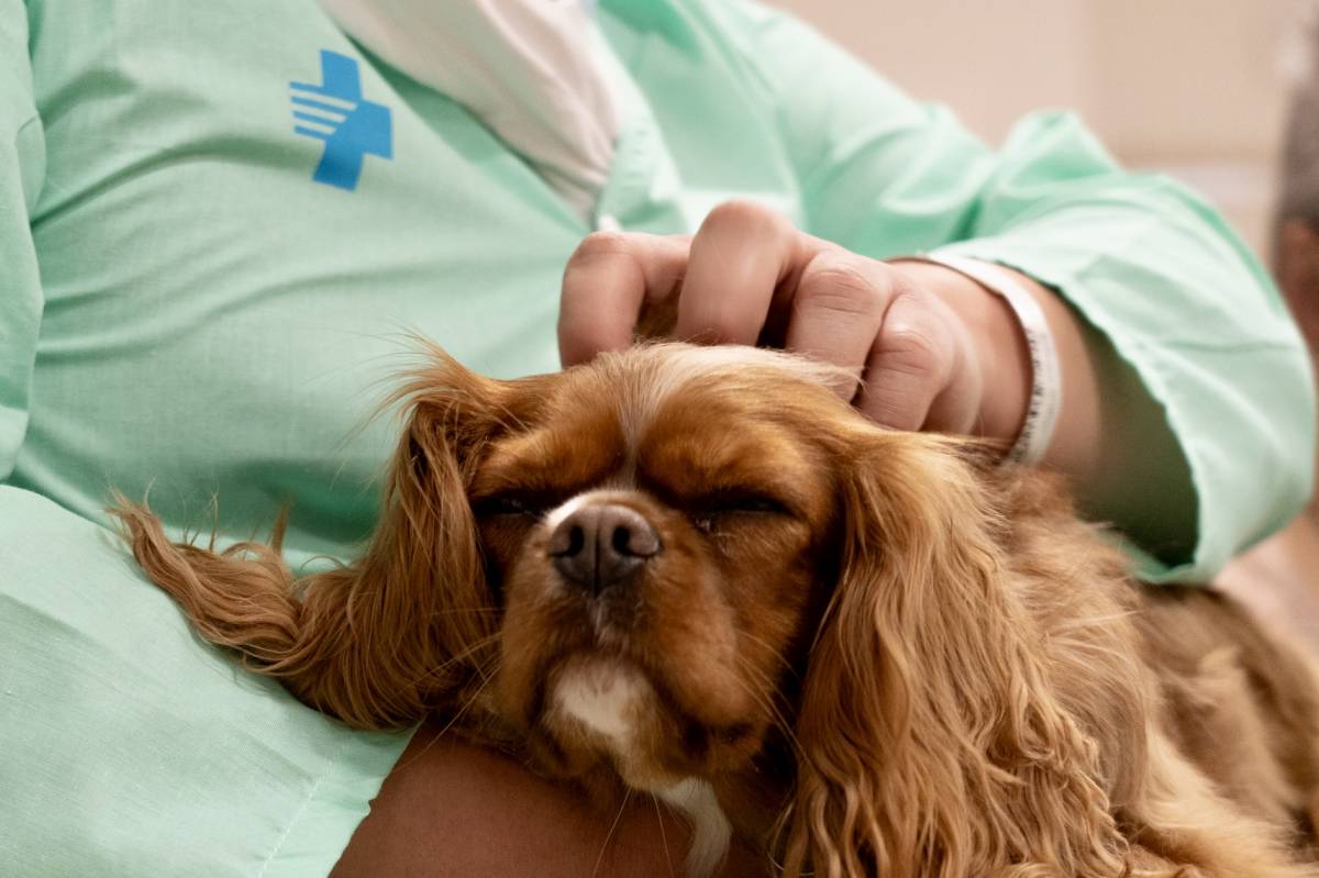 La nova llei europea que afecta tots els gossos i gats: tot el que has de saber