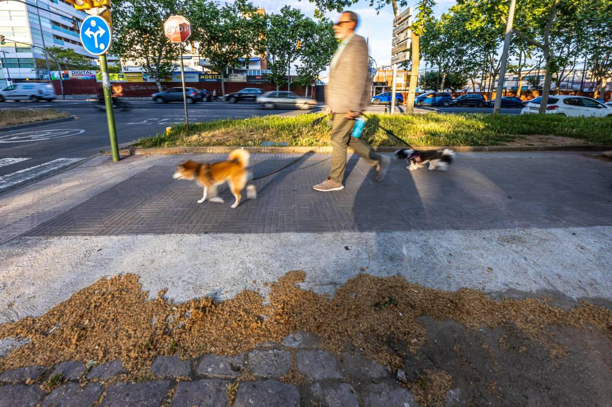 El borrissol dels plàtans d’ombra irrita veïns de Sabadell: “No puc sortir sense mascareta”